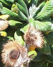 Old seedheads with young leaves in background